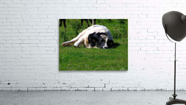 Lazy cow Wall Preview