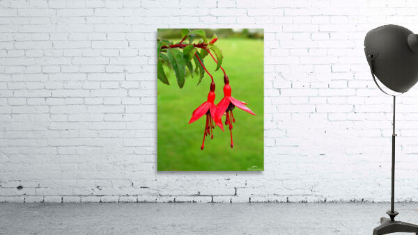 Fuschia red  green Wall Preview