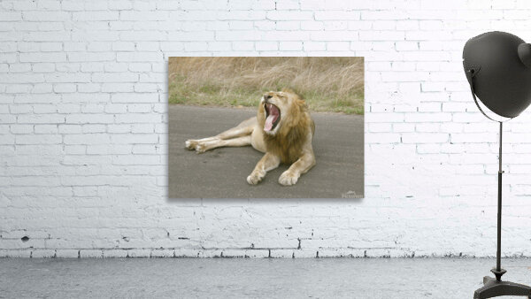 Lion yawning Wall Preview