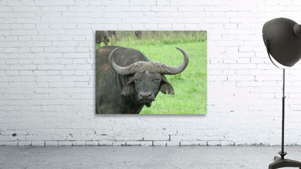 Buffalo Wall Preview