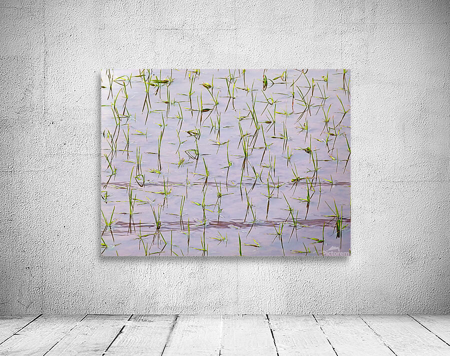 Flooded Rice field Wall Preview