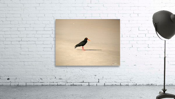 Oyster catcher Wall Preview