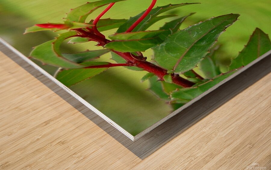 Fuschia red  green Wood print