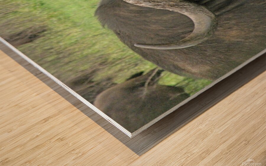Buffalo Wood print