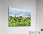 Sea Blossoms  Acrylic Print