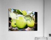 Little Lemons Acrylic Print