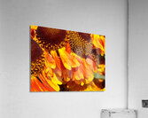 Fleurs de Soleil Acrylic Print