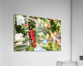 Happy Berries Acrylic Print