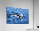 Freedom Acrylic Print