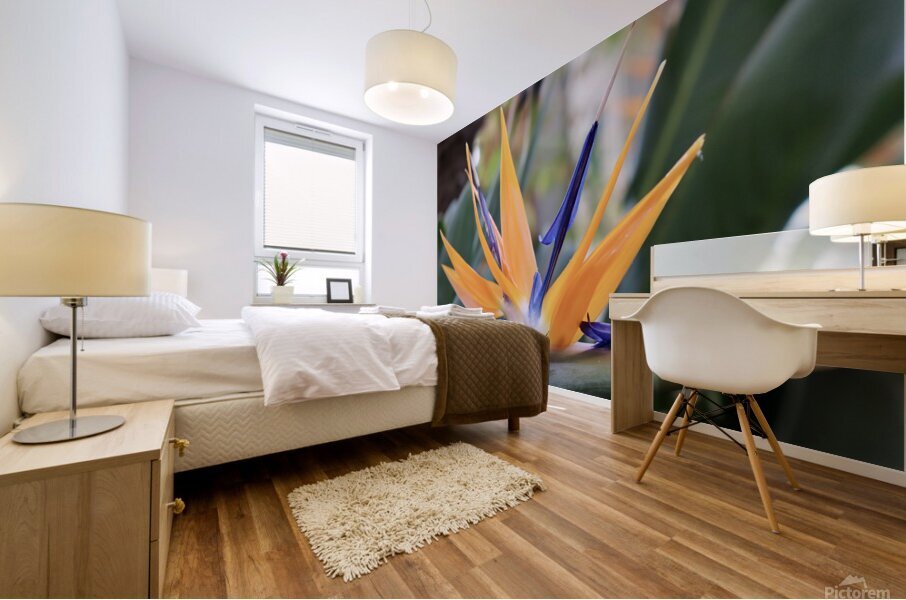 Orange & Purple  Mural print