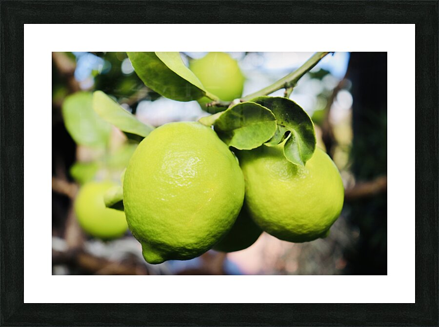 Little Lemons Picture Frame print