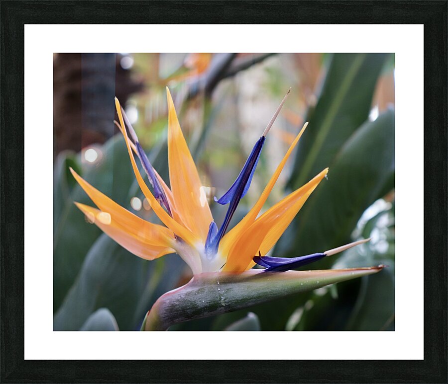 Orange & Purple  Picture Frame print