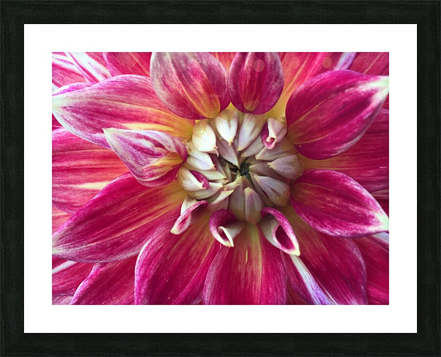 IMG 7258 Picture Frame print