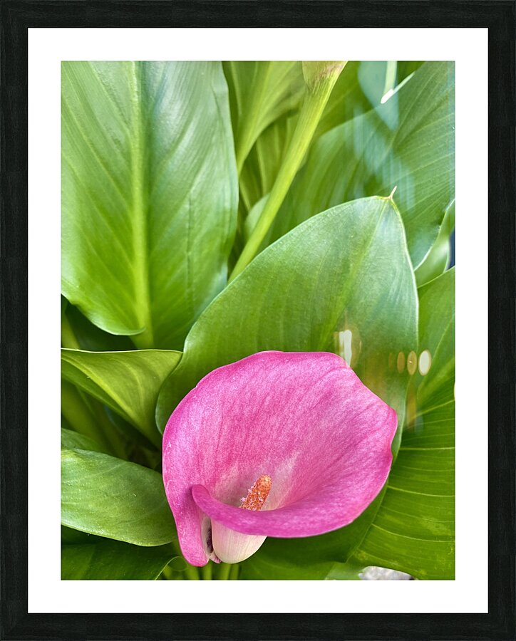 Calla Picture Frame print