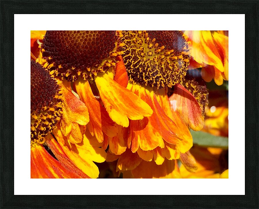 Fleurs de Soleil Picture Frame print