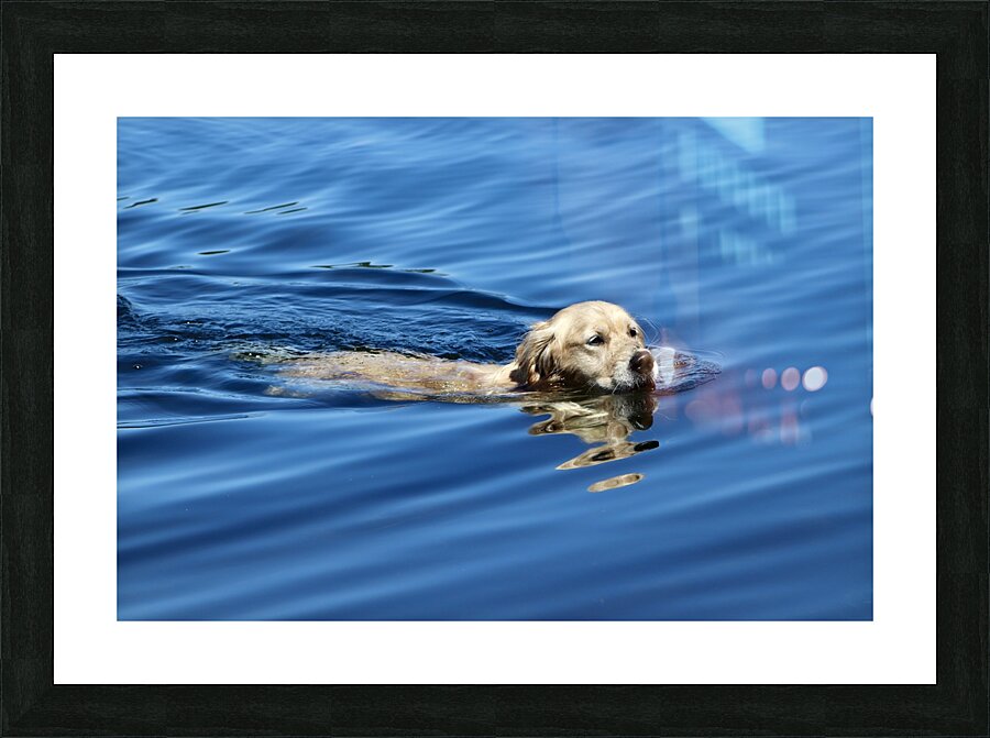 Freedom Picture Frame print