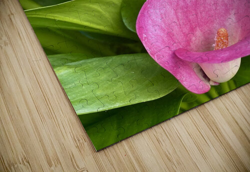 Calla Jayne Kubicek puzzle