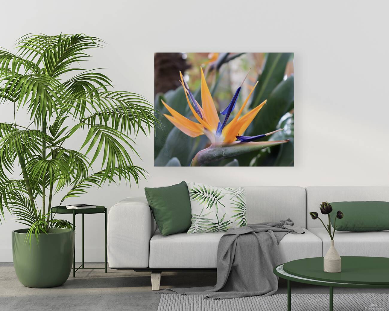 Orange & Purple  Reproduction