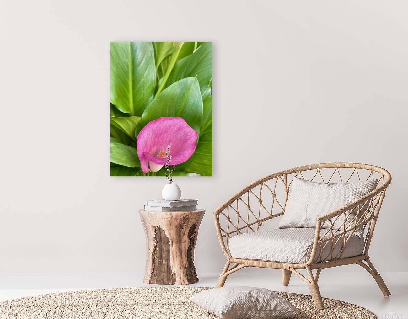 Calla Reproduction