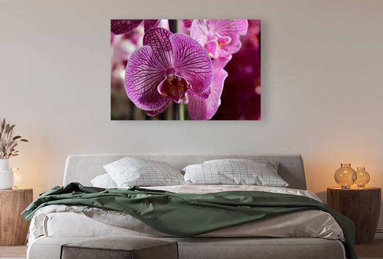Orchid Love 2 by Jayne Kubicek