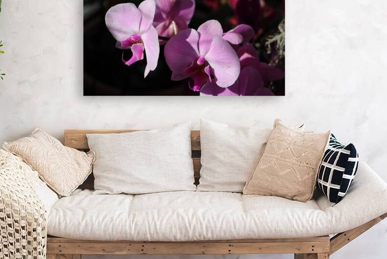 Sun Kissed Orchids  by Jayne Kubicek