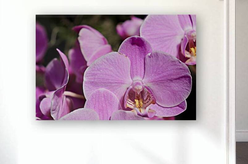 Orchid Love  by Jayne Kubicek