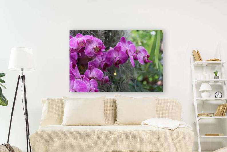 Orchid Love 3 by Jayne Kubicek