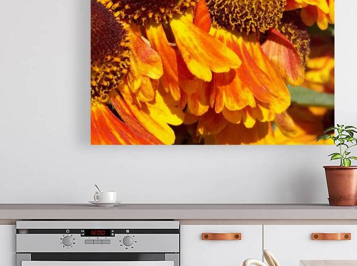 Fleurs de Soleil by Jayne Kubicek