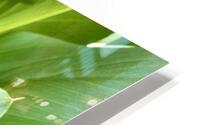 Calla HD Metal print