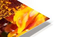 Fleurs de Soleil HD Metal print