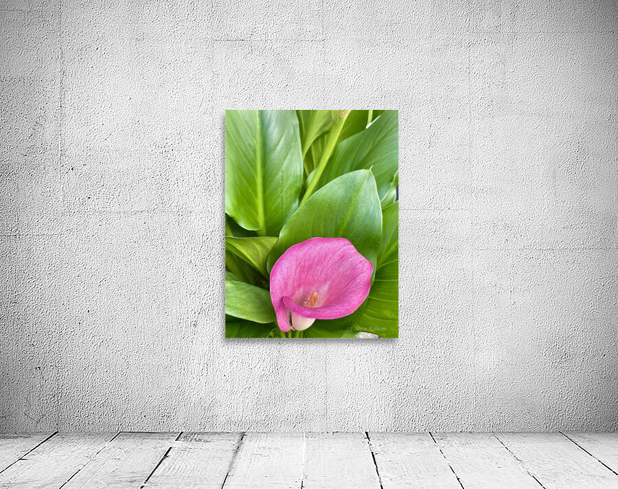 Calla Wall Preview