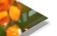 Autumn leaves HD Metal print