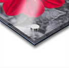 Lone Bee Red Dahlia Acrylic print