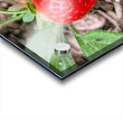 Two Albion Strawberries Acrylic print