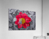 Lone Bee Red Dahlia Acrylic Print