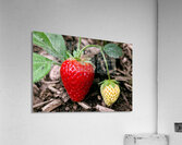 Two Albion Strawberries Acrylic Print