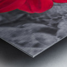 Lone Bee Red Dahlia Metal print