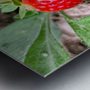 Two Albion Strawberries Metal print