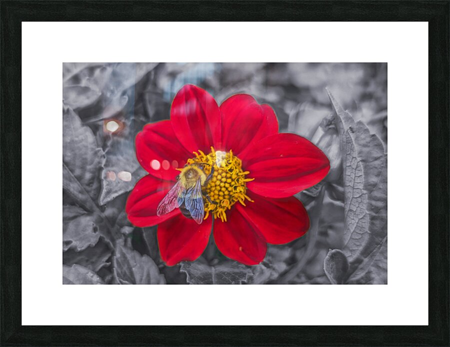 Lone Bee Red Dahlia Picture Frame Printing