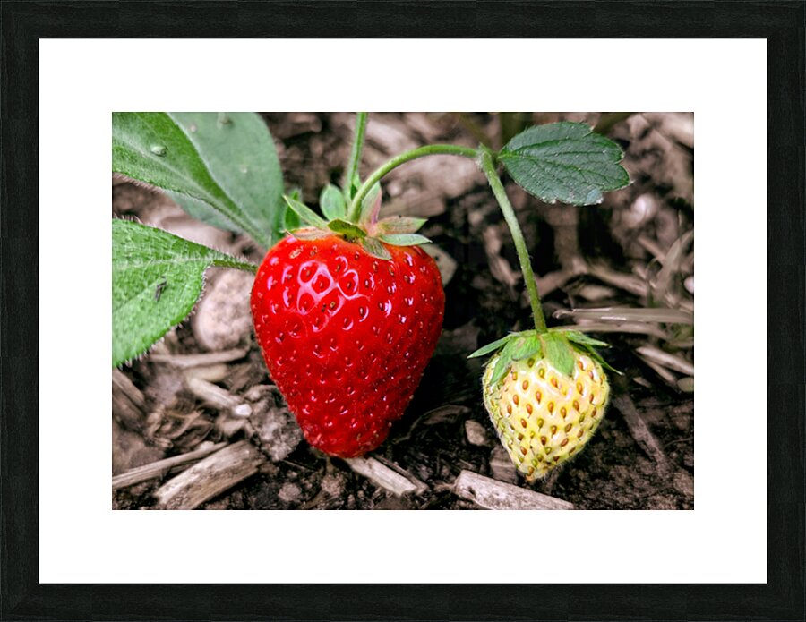 Two Albion Strawberries Picture Frame Printing