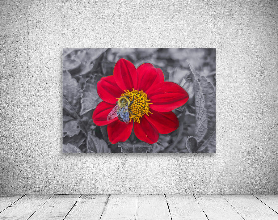 Lone Bee Red Dahlia Wall Preview