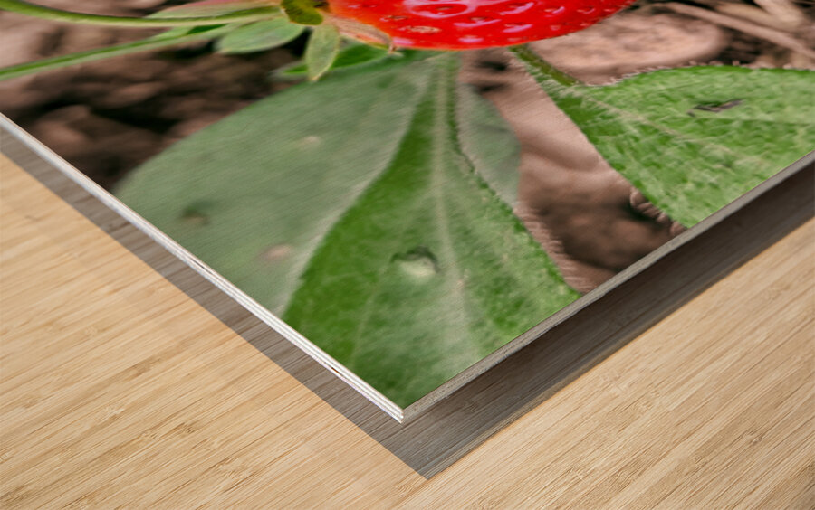 Two Albion Strawberries Wood print