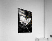 After the Rain Acrylic Print