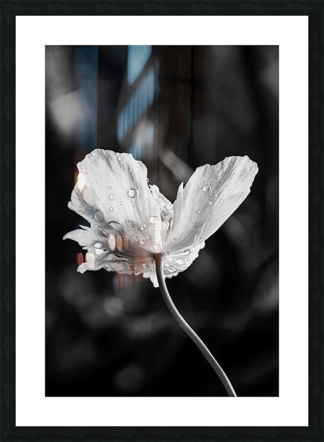 After the Rain Picture Frame print