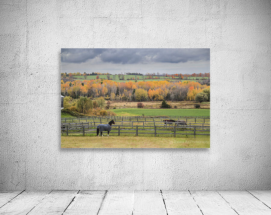 Oh Canada Collection - Ontario Fall Colors and Horses by Pavlos Art ...