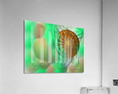 063HatchMS Acrylic Print