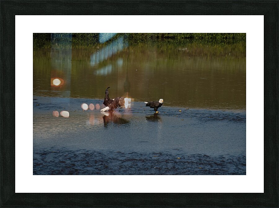 Bald Eagle pair Picture Frame Printing