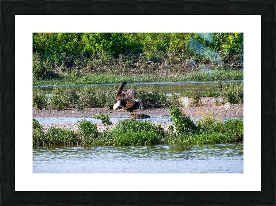 Eagles in a river  Picture Frame print