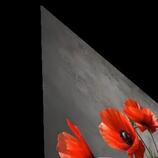 Red Poppies HD Metal print