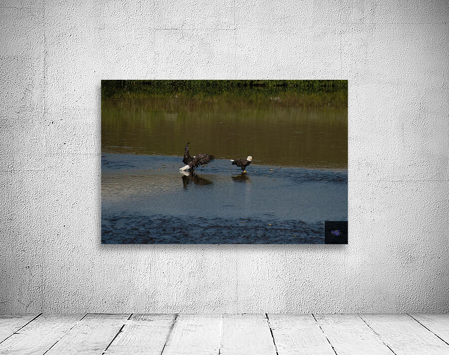 Bald Eagle pair Wall Preview